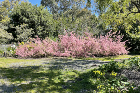 Landscape with green trees in background and dramatic pink blooming bush in middleground.